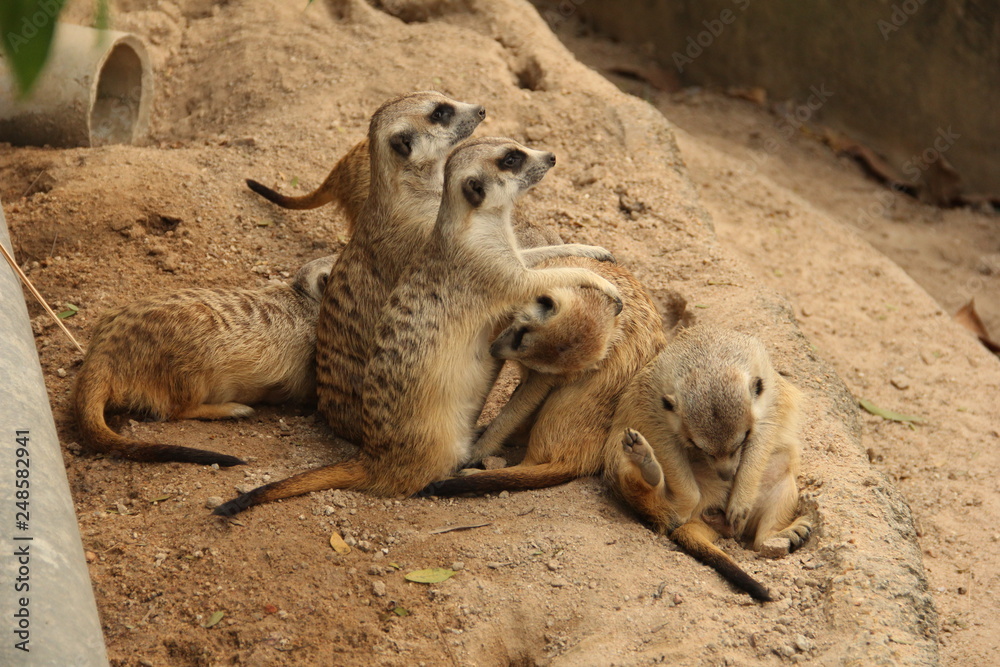 Fototapeta premium gopher, rodent, squirrel, desert animal, mink, zoo, Thailand
