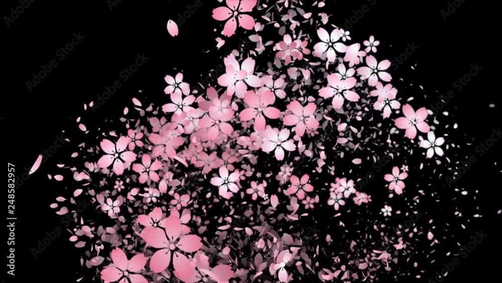 桜と花びらの軌跡_黒背景