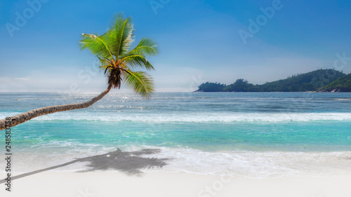 Coconut palm tree on paradise beach with white sand and turquoise sea. 