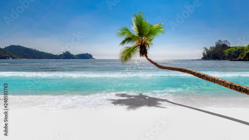 Fototapeta Naklejka Na Ścianę i Meble -  Coco palm over paradise beach, white sand and turquoise sea. Summer vacation and background concept.  