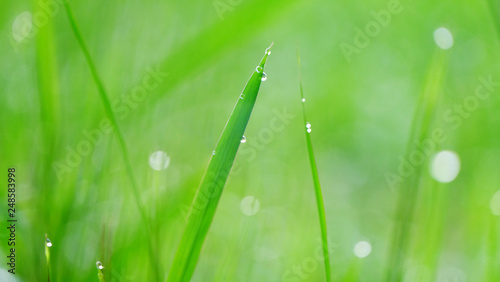 Grass with dew as background
