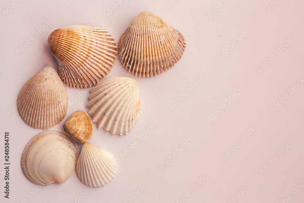 seashells on white background seashells on white background
