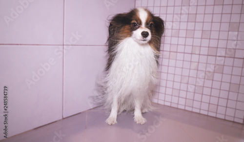 Papillon dog is blow dry after bathing in the bathroom © Julia Mashkova