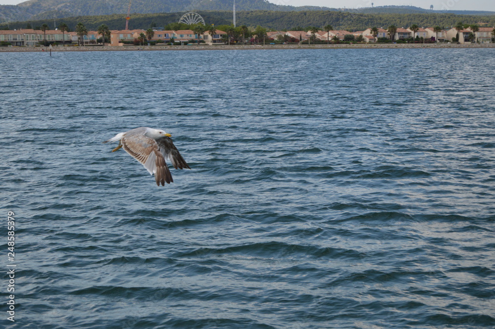Naklejka premium oiseau mouette marin 