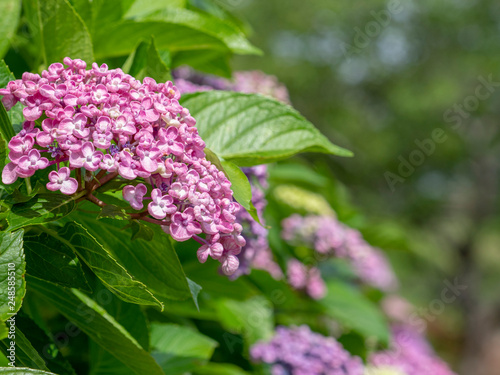 Hydrangea