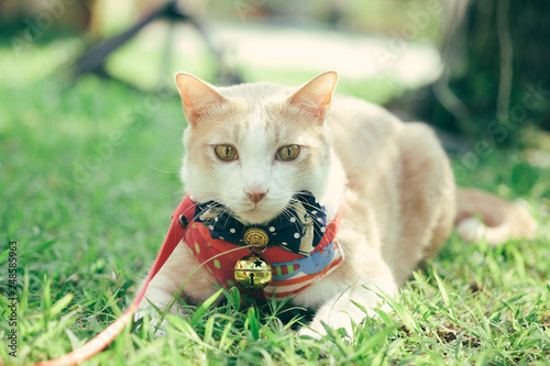 Cats walk in the front yard. photo