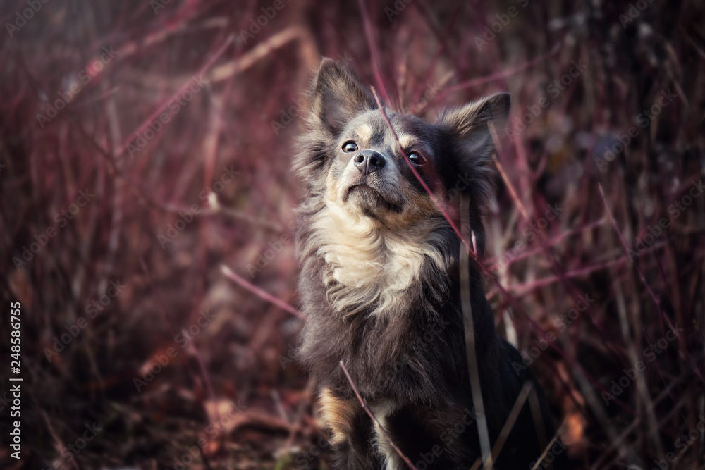 Portrait Hund steht vor Felswand in Busch Strauch mit roten Blättern und  Ästen Stock Photo | Adobe Stock