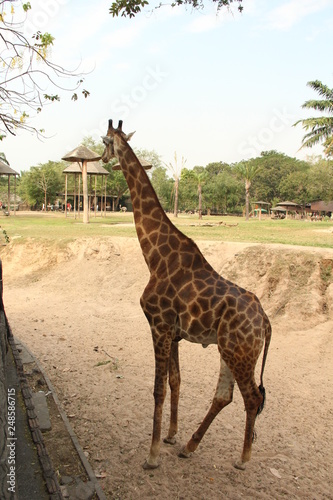 giraffe  animal  long neck  tall animal  African animal