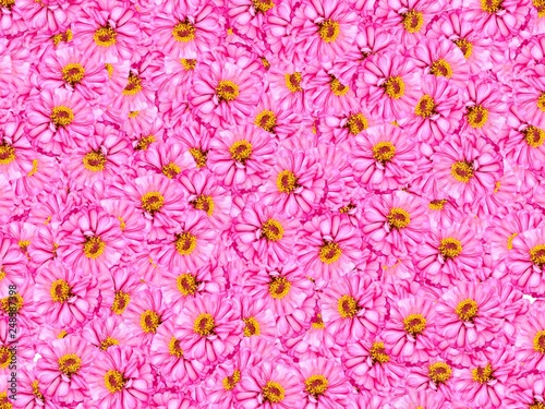 pink zinnia elegans flower pattern background