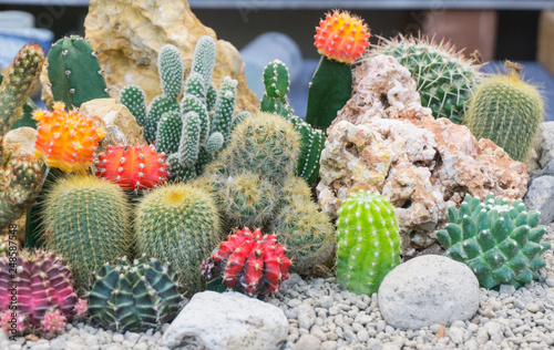 Group cactus garden in pot with white stone for decorate .Gymnocalycium,Chin cactus,Mammillaria plumosa,Cereus peruvianus,Mammillaria scrippsiana,Echinocactus grusonii,Eriocactus leninghausii