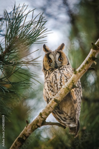 Wild long-eared owl, beige and black owl with orange eyes, sitting on a branch of birch tree, surrounded by twigs of green pine tree branches in a forest, blurry background