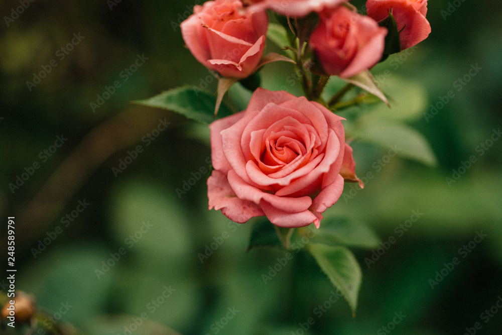 beautiful little rose closeup in the garden beautiful little rose closeup in the garden