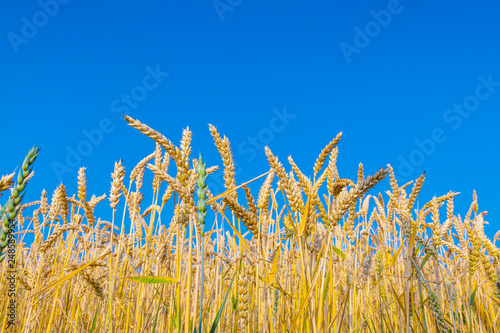 corn field 