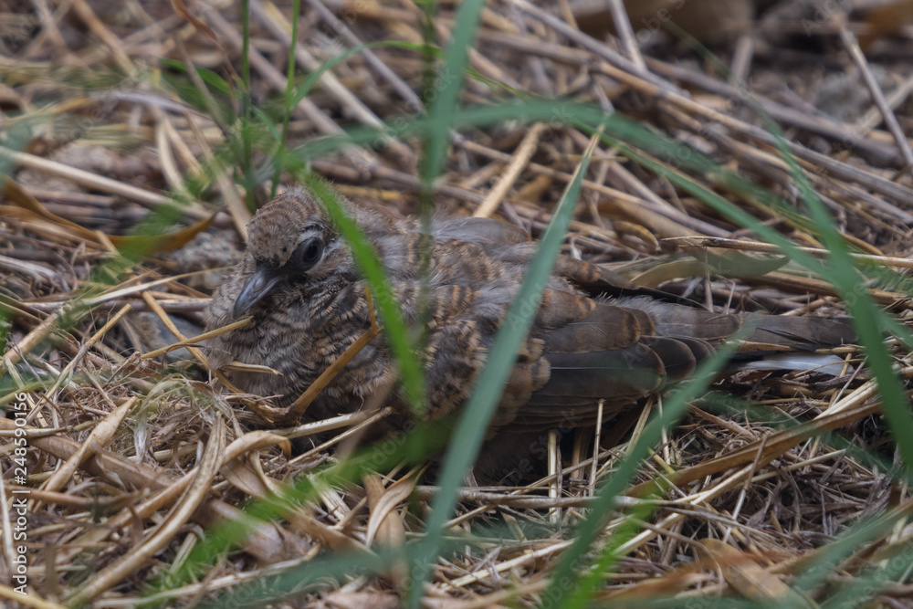 Close up a juvenile Zebra dove (Geopelia striata) sitting on the ground with dry grass. Close up a juvenile Zebra dove (Geopelia striata) sitting on the ground with dry grass.