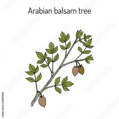 Arabian balsam tree Commiphora gileadensis , or balm of Gilead photo