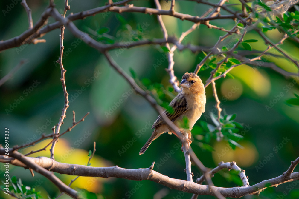 Fototapeta premium Closeup female Asian golden weaver (Ploceus hypoxanthus) perching on branch with green nature bokeh background.