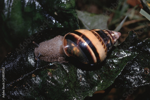 Liguus Tree Snail (Liguus Fasciatus Castaneus) photo