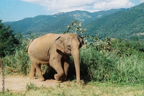 Happy Wild Elephant