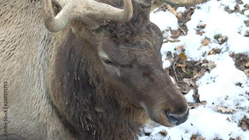 Real big deer maral on the background of a snowy park, close-up, 4K Real big deer maral on the background of a snowy park, close-up, 4K
