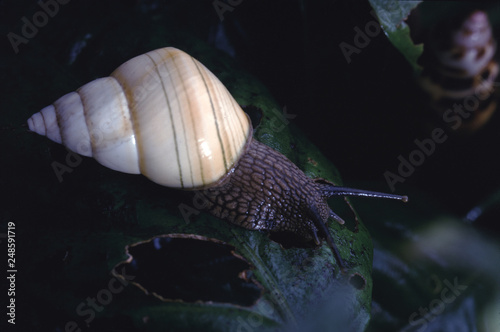 Liguus Tree Snail (Liguus Fasciatus Matecumbensis) photo