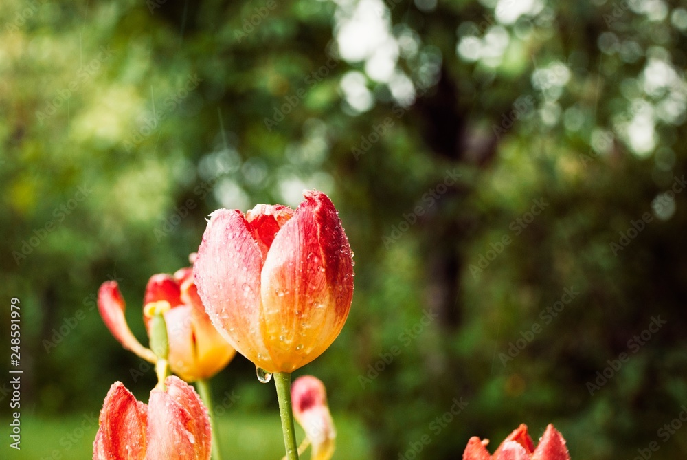 Tulip Tulip