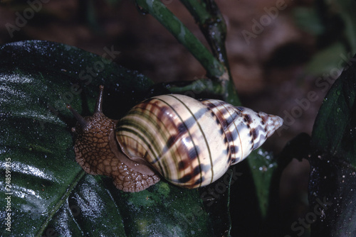 Liguus Tree Snail (Liguus Fasciatus Pseudopictus) 