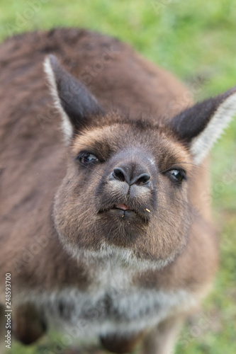 Portrait of young cute australian Kangaroo with big bright brown eyes looking close-up at camera.