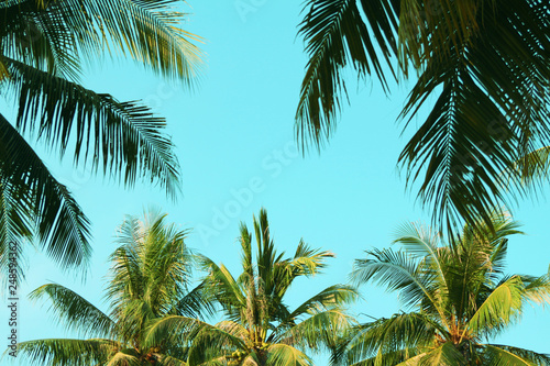 Vintage coconut leaves and sky background summer theme.