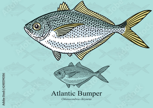 Atlantic Bumper. Vector illustration with refined details and optimized stroke that allows the image to be used in small sizes (in packaging design, decoration, educational graphics, etc.)