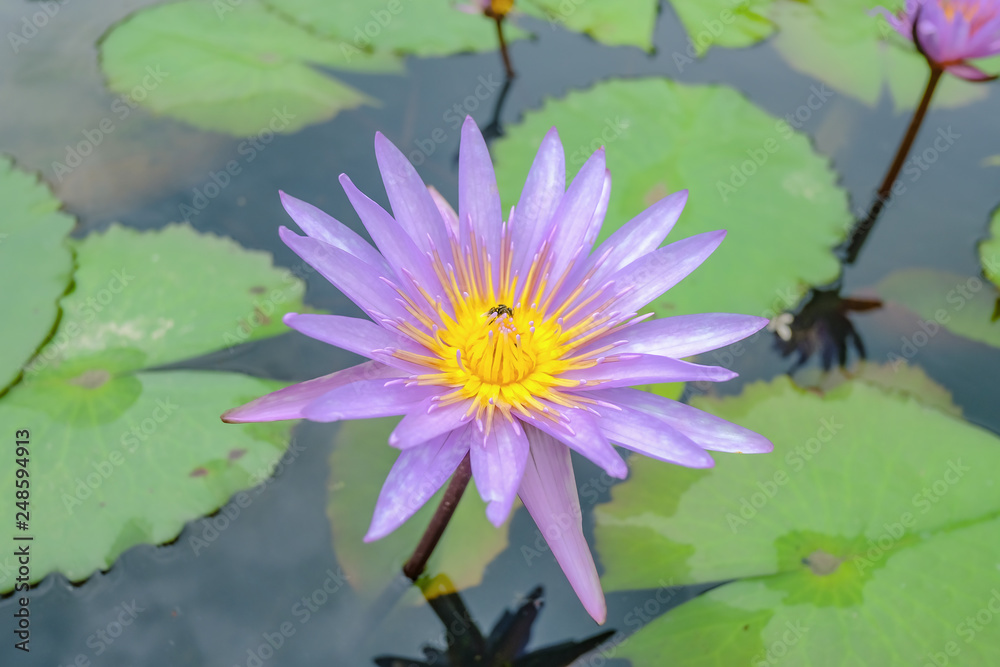 Close up purple Lotus Flowers in the water pond with the Bee on the Flowers Close up purple Lotus Flowers in the water pond with the Bee on the Flowers
