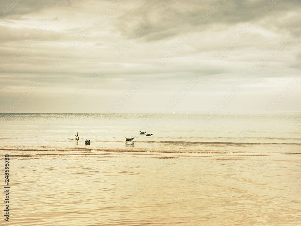 Fototapeta premium Bird on the beach sand. Seagulls walk on the wet sand