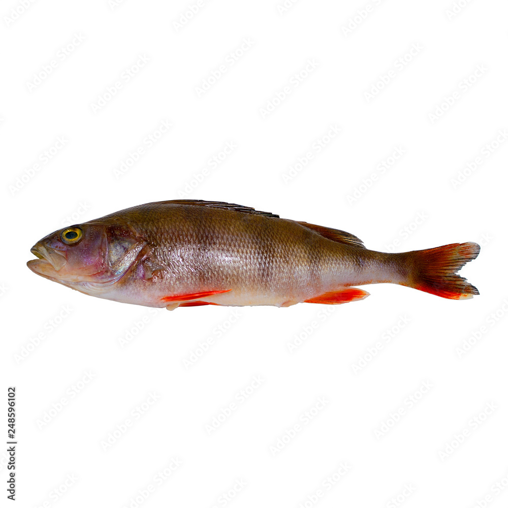 River bass isolated on white background. Selective focus. Concept: fishing, catch, active rest. River bass isolated on white background. Selective focus. Concept: fishing, catch, active rest.
