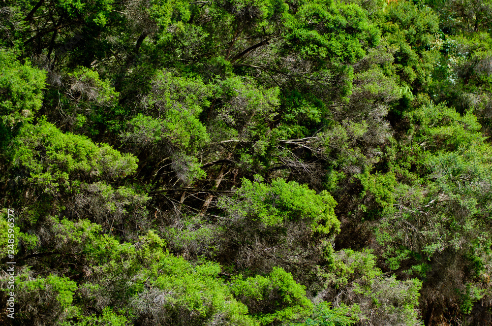 Tree branch and bush Tree branch and bush