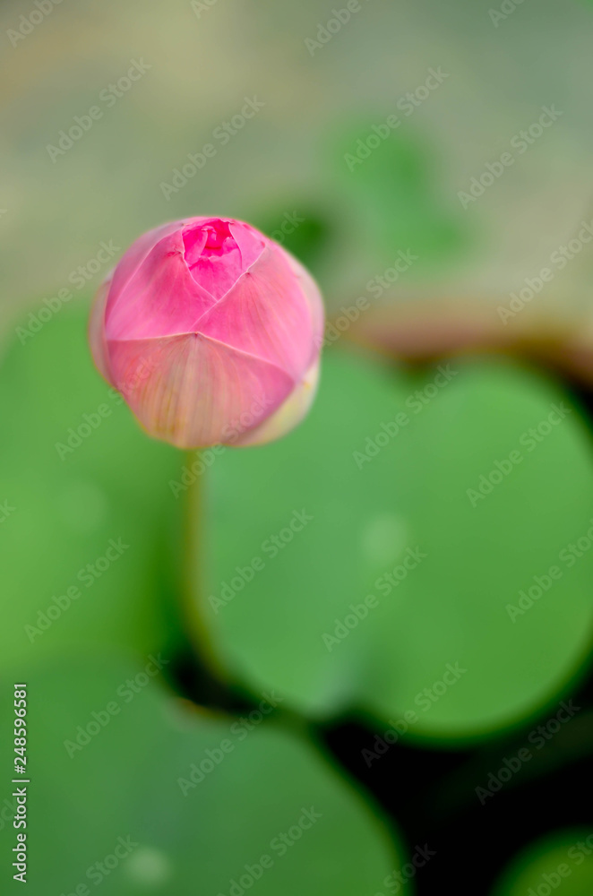 Pink lotus bud shallow depth of field