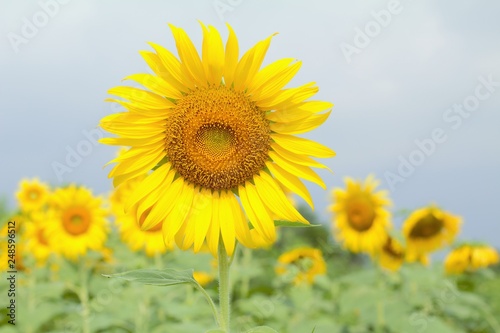 sunflower field of sunflowers © goodgold99
