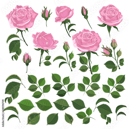 Fototapeta Naklejka Na Ścianę i Meble -  Roses of light pink color with leaves and buds on a white background Watercolor illustration. Set of templates for invitation cards, wedding, banners, sales, brochure cover design-vector illustration.