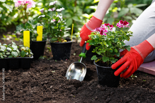 Canvas Print Gardener woman planting flowers in her garden, garden maintenance and hobby conc