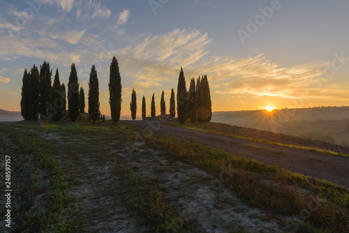 group of tree in tuscany Italy morning sunrise ,colorful sky