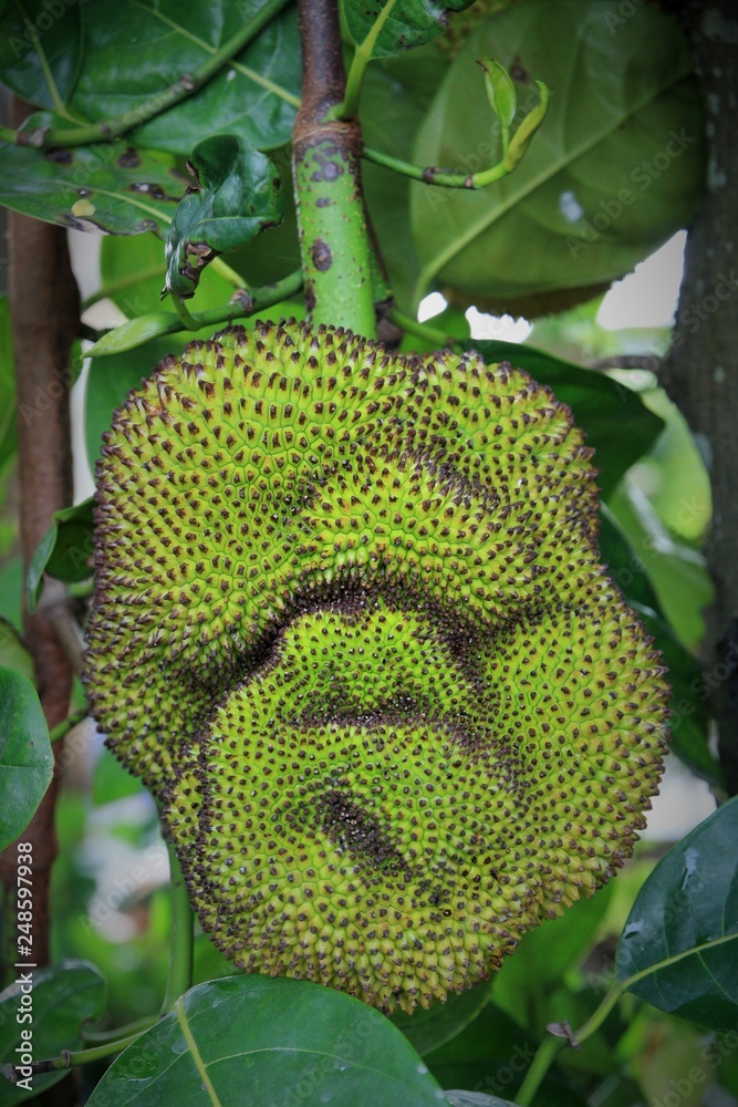 jackfruit on tree jackfruit on tree