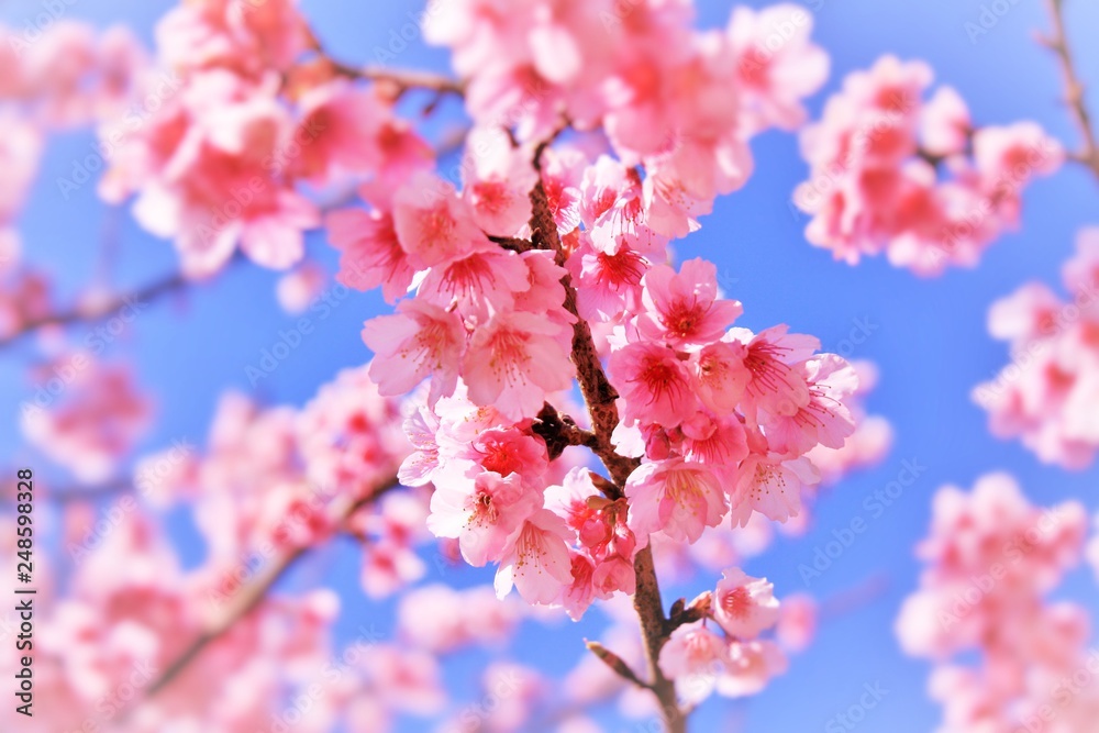 Wild Himalayan cherry blooming (Prunus cerasoides) Wild Himalayan cherry blooming (Prunus cerasoides)