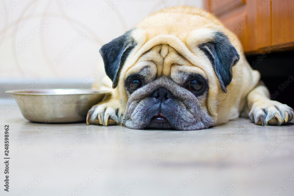 Грустный, голодный мопс собака лежит на полу рядом со своей тарелкой. Концепция: голодная собака, чувство голода, забота о домашних животных.