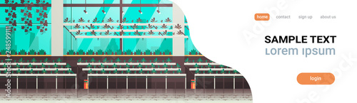 organic hydroponic green plants row cultivation farm modern greenhouse interior farming system concept horizontal banner copy space