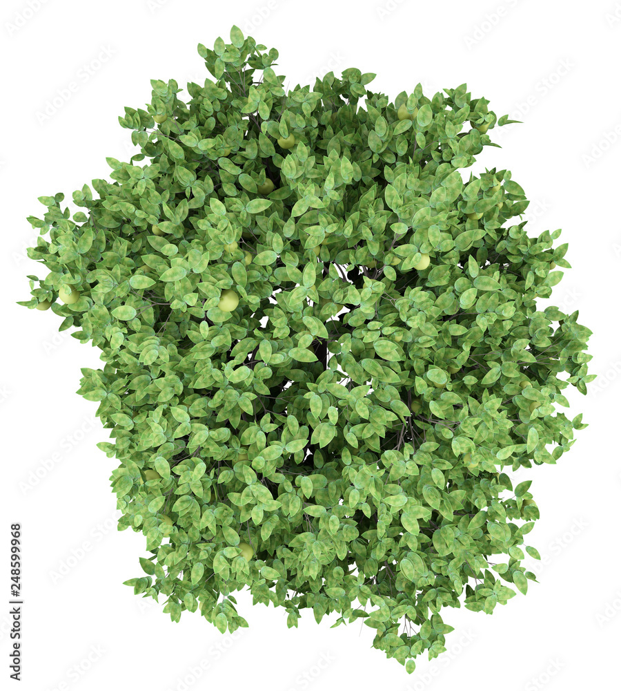 Obraz premium pomelo tree with fruits isolated on white background. top view