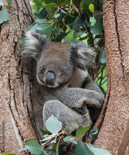 Cute Australian Koala Bear sitting in a eucalyptus tree and looking with curiosity
