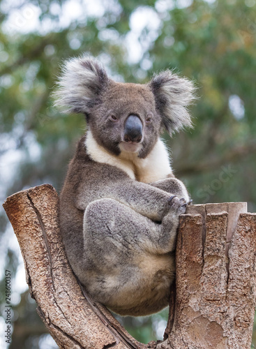 Fototapeta Naklejka Na Ścianę i Meble -  Cute Australian Koala Bear sitting in a eucalyptus tree and looking with curiosity