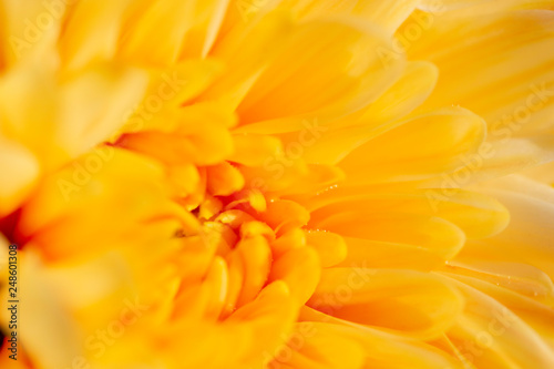 Closeup image of yellow chrysanthemum flower soft tone color blurred background. © NIKCOA