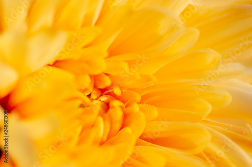 Closeup image of yellow chrysanthemum flower soft tone color blurred background.