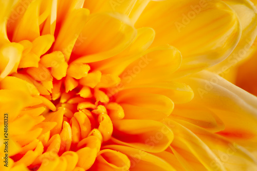 Closeup image of yellow chrysanthemum flower soft tone color blurred background. © NIKCOA