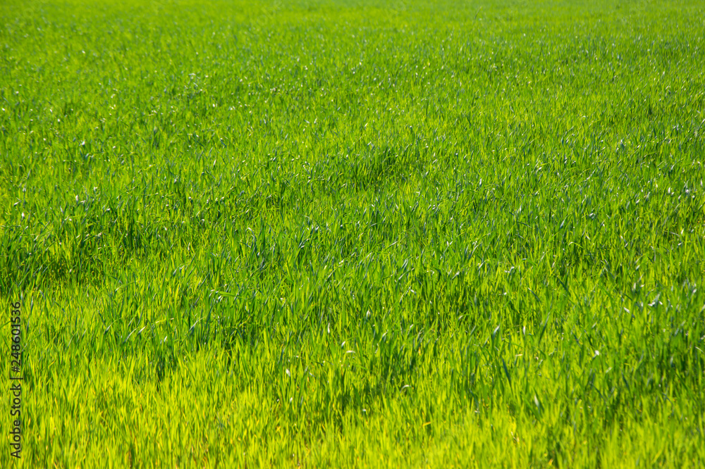 Fototapeta Green grass background close-up
