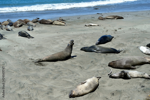 Cute and funny Sea Elephants on the Pacific Coast. California, USA